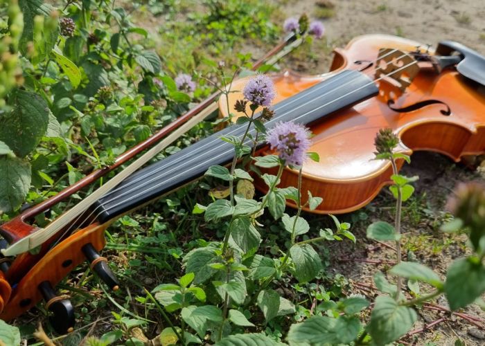 Arriaga Violin School